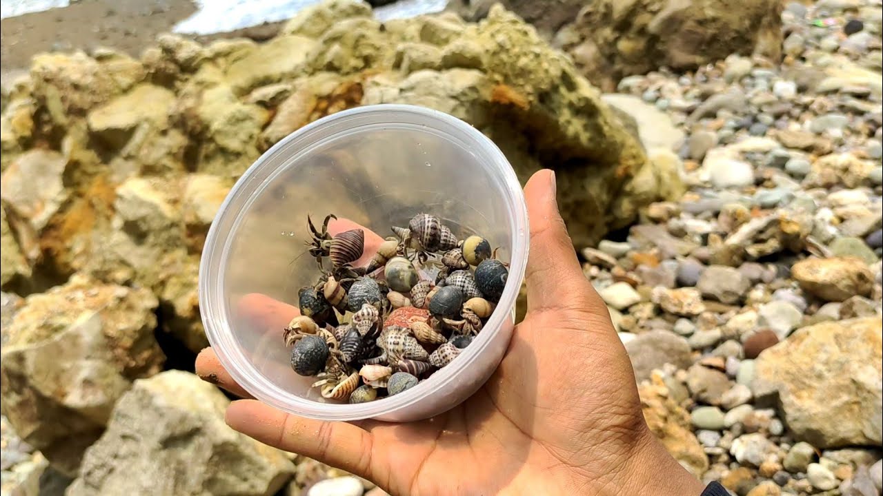 HABITAT KELOMANG ADA BANYAK DI PANTAI SEPI TERBENGKALAI