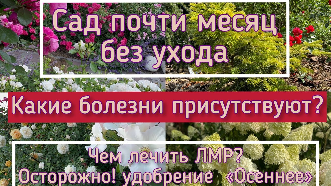 Сад без ухода. Болезни роз. Чем лечить ЛМР. Осенние подкормки.