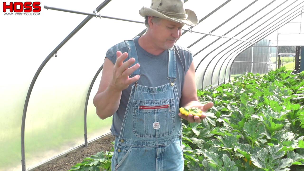 Some of the Best Summer Squash Varieties