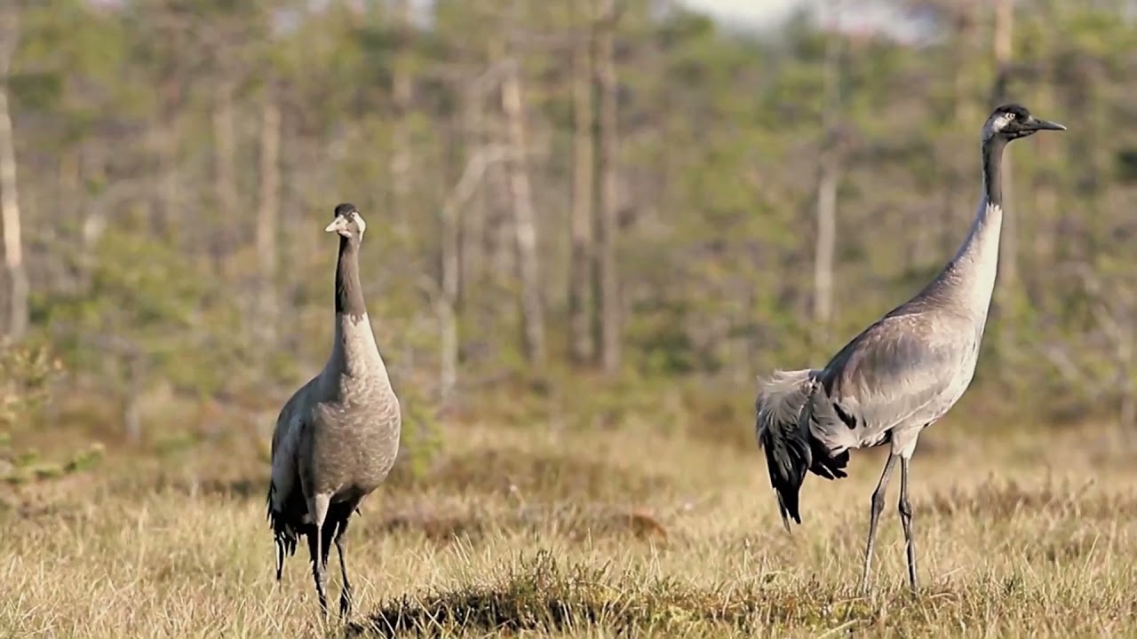 Серый журавль   (Grus grus)  ФИЛЬМ