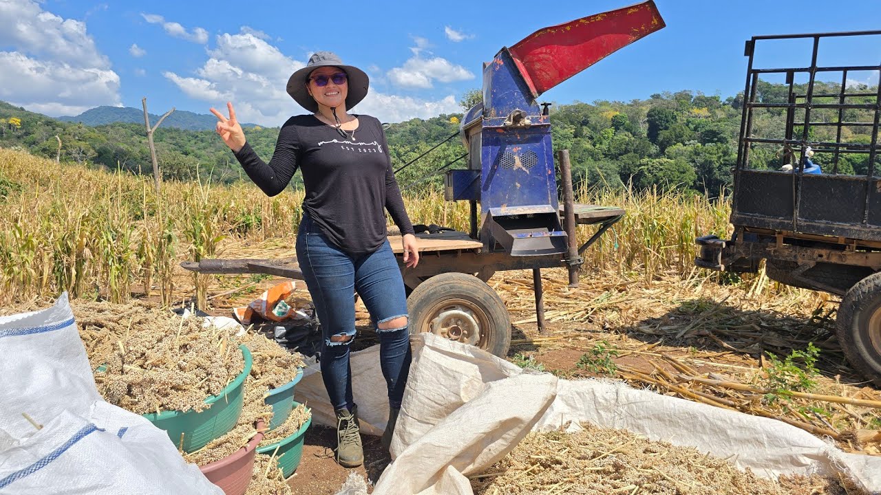 Mujeres Del Campo Desgranando Maicillo! 