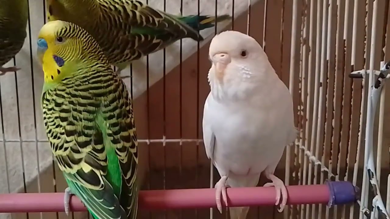 Australian parrot 🦜#viralvideo 🦜 parrot home #trendingvideo ❣️🦜