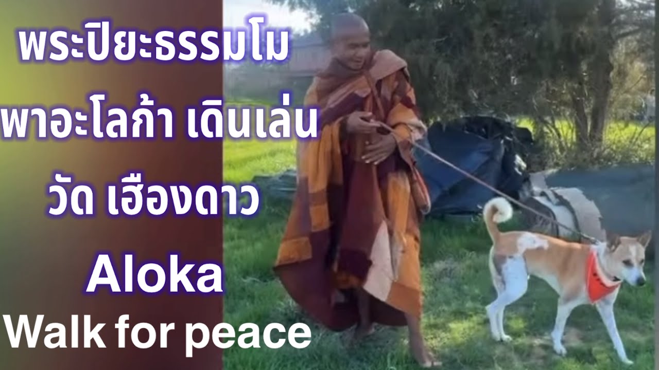 พระปิยะธรรมโม พระไทยใน walk for peace พา Aloka  เดินเล่นในสนามหญ้า อาการดีขึ้นผิดหูผิดตา 