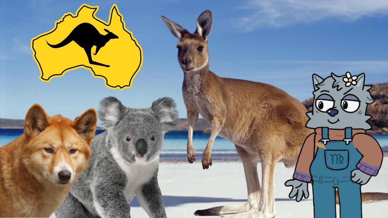 🐨Wildlife Adventure in Australia! 🐊Learn & Laugh Together🦘