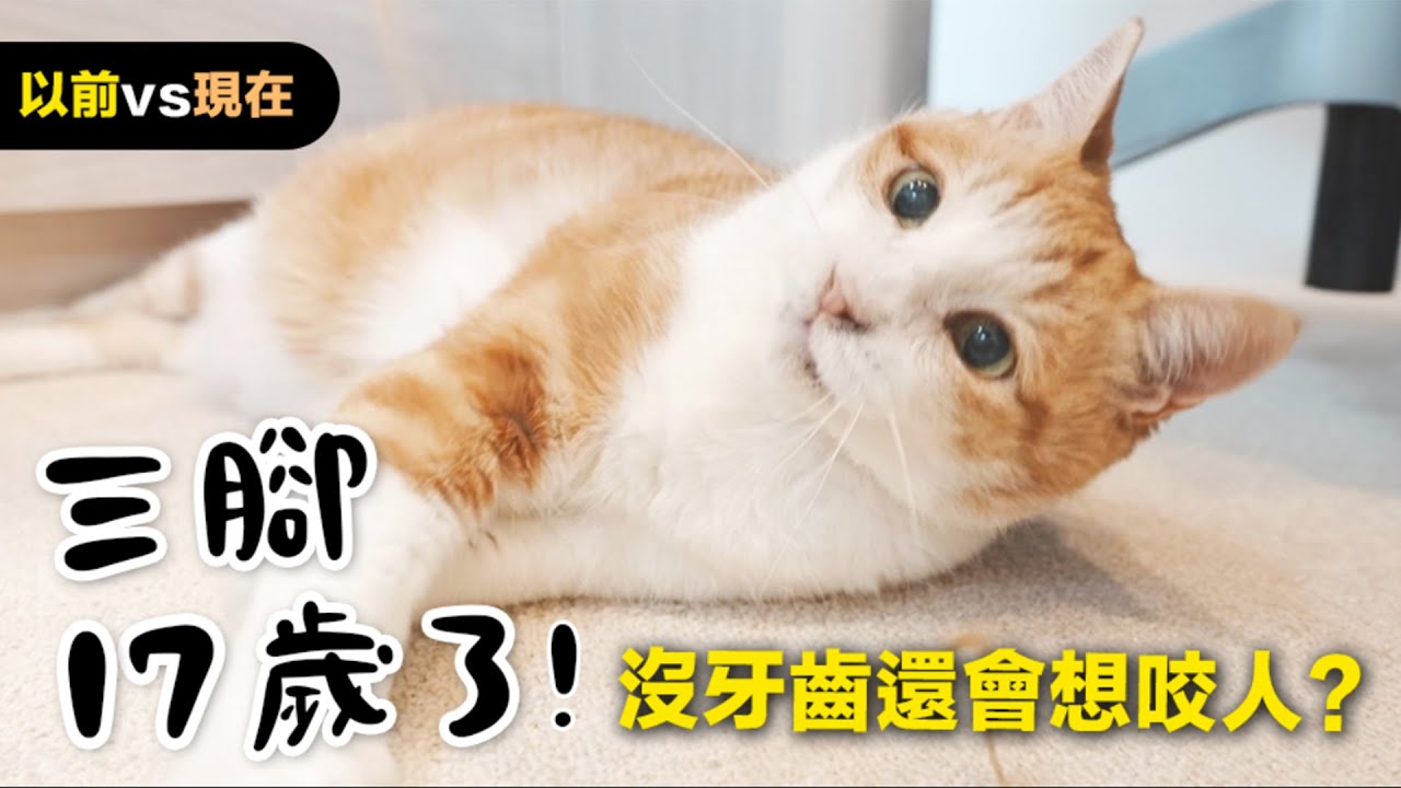 【黃阿瑪的後宮生活】三腳17歲了！沒牙齒還會想咬人？