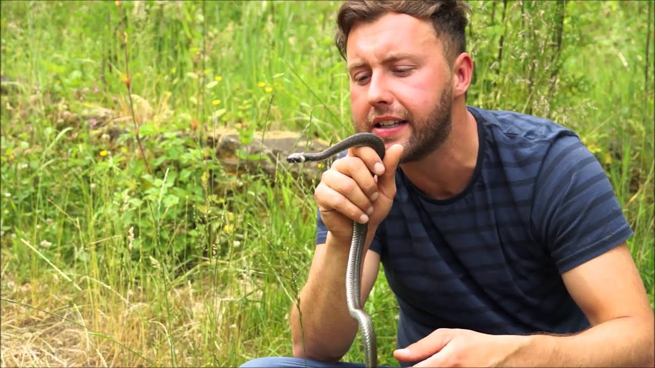 Die Ringelnatter | mit Martin Maschka