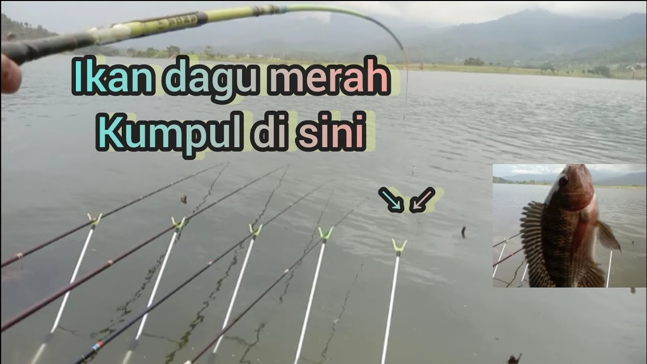 Gak ada ikan kecil di sini ‼️ Mancing ngantang hari ini