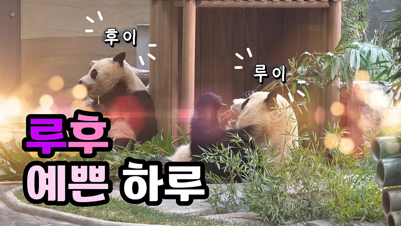 🗓20260210 세컨하우스 🎦루후 예쁜 하루 | 송할버지 장식선물 | 후이 입거품🎦 💕🐼루이바오🐼후이바오💕