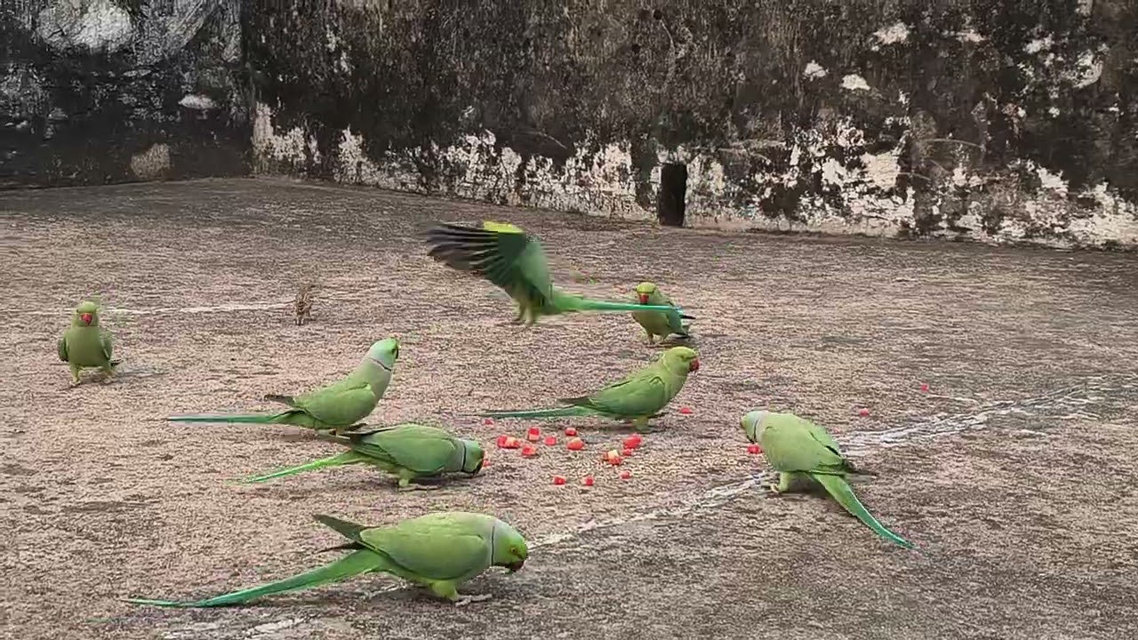 जय श्री राम #nature#parrotsound #parrot #birdsounds #naturevideo 