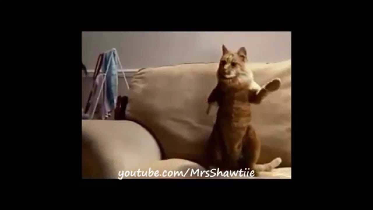 REGGAETON CAT 😻