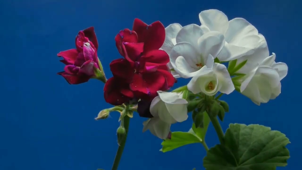 World famous flowers 4k video 