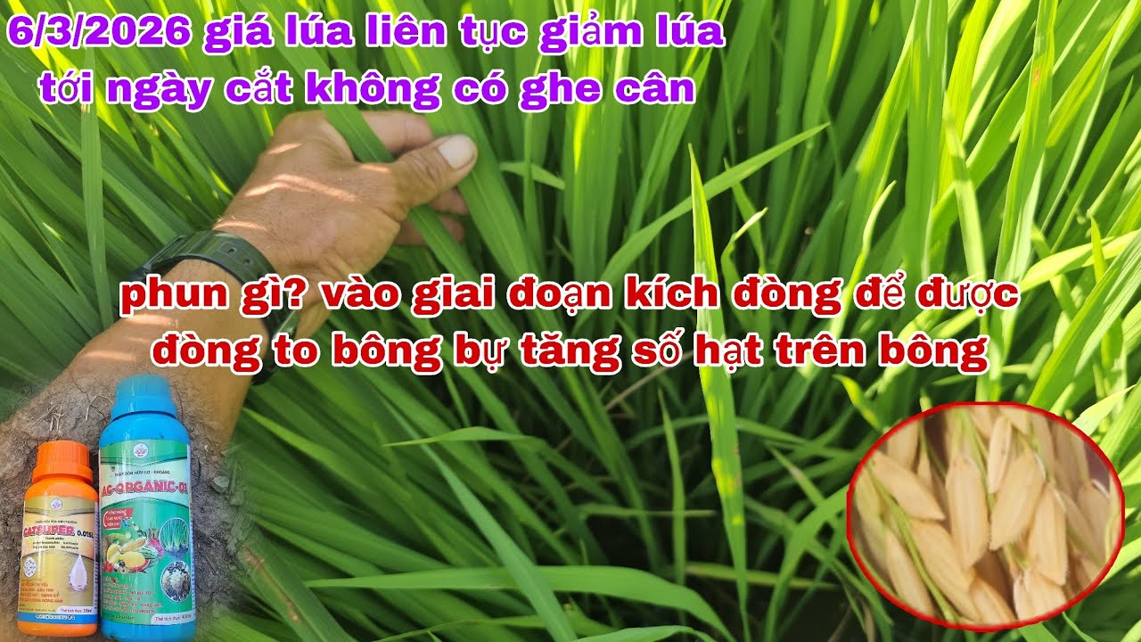 Giá lúa 6/3/2026 liên tục giảm |hiệu quả sau khi phun kích đòng bằng cặp Siêu Năng Suất .