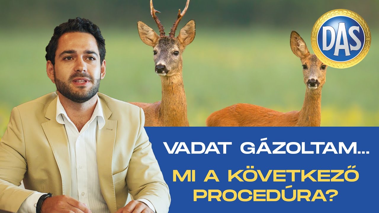VADAT GÁZOLTAM, mi következik? - DAS: Jogodban áll tudni! (S02E07)