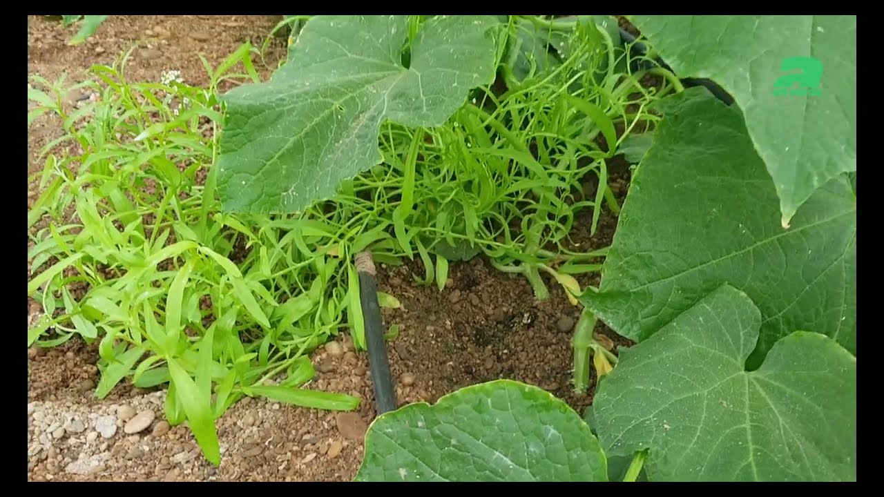 Anticipación y prácticas agroecológicas para combatir el pulgón en cucurbitáceas