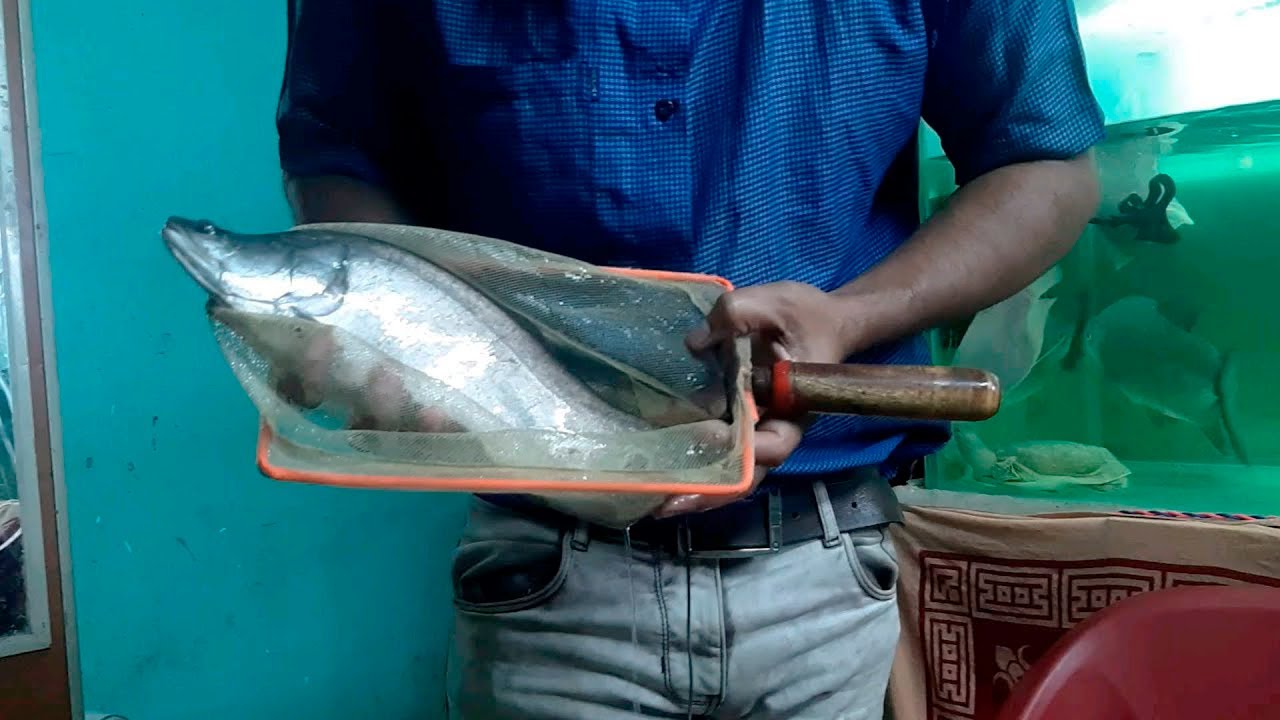 10 PEIXES QUE EU NÃO GOSTO DE CRIAR EM AQUÁRIO!
