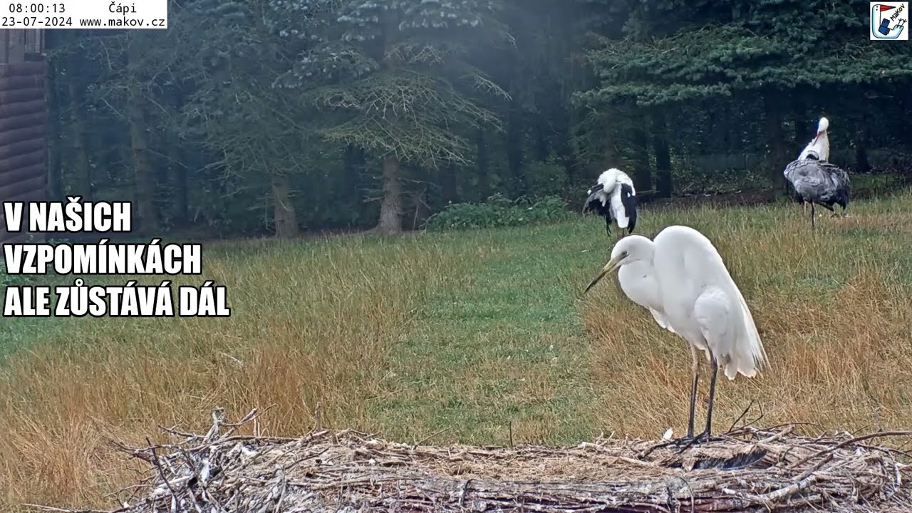 Rozloučení se Sněhurákem, který 28.2.2025 v 7:30h najednou zemřel - níže odkaz na 1. Makováček s ním