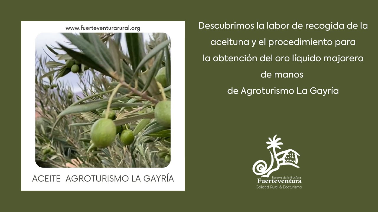 El oro líquido majorero de Agroturismo la Gayría