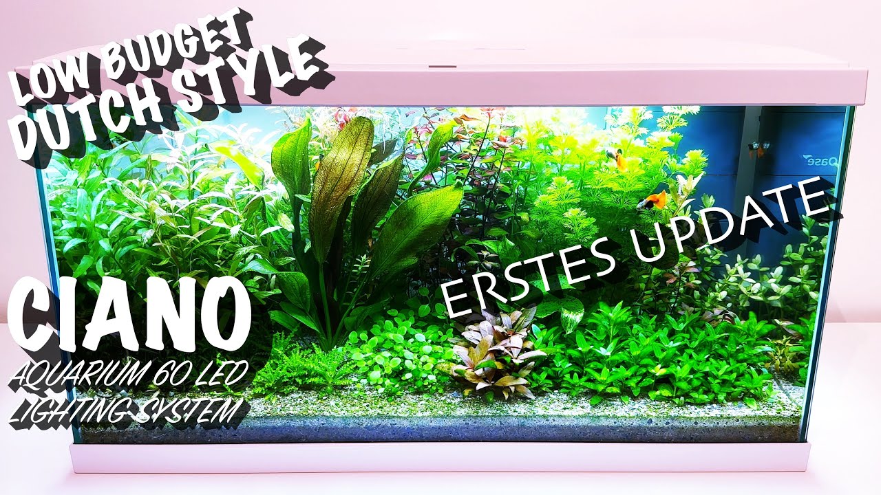 Ciano Aquarium 60 LED Lighting System - Erstes Update nach 2 Monaten + neue Bewohner & Pflanzen
