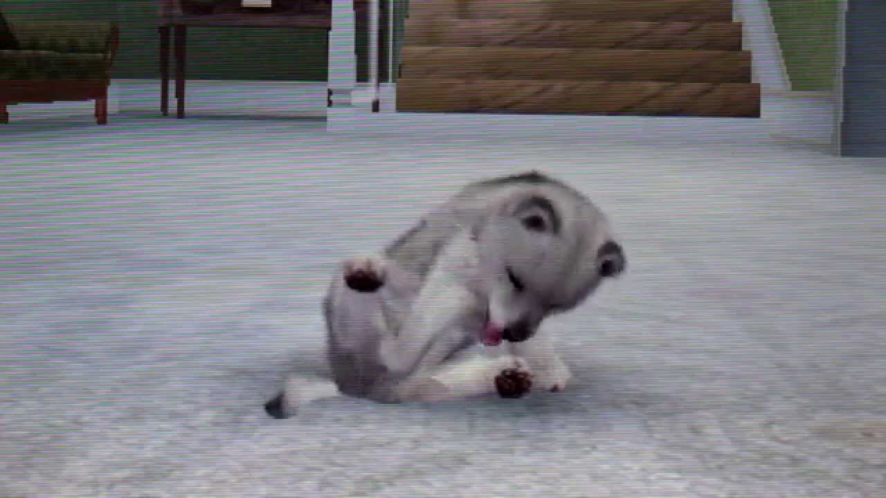 ♦ Présentation De Mes Chiots - Nintendogs + Cats [Gameplay #1] | Nintendo 3Ds. ~FR