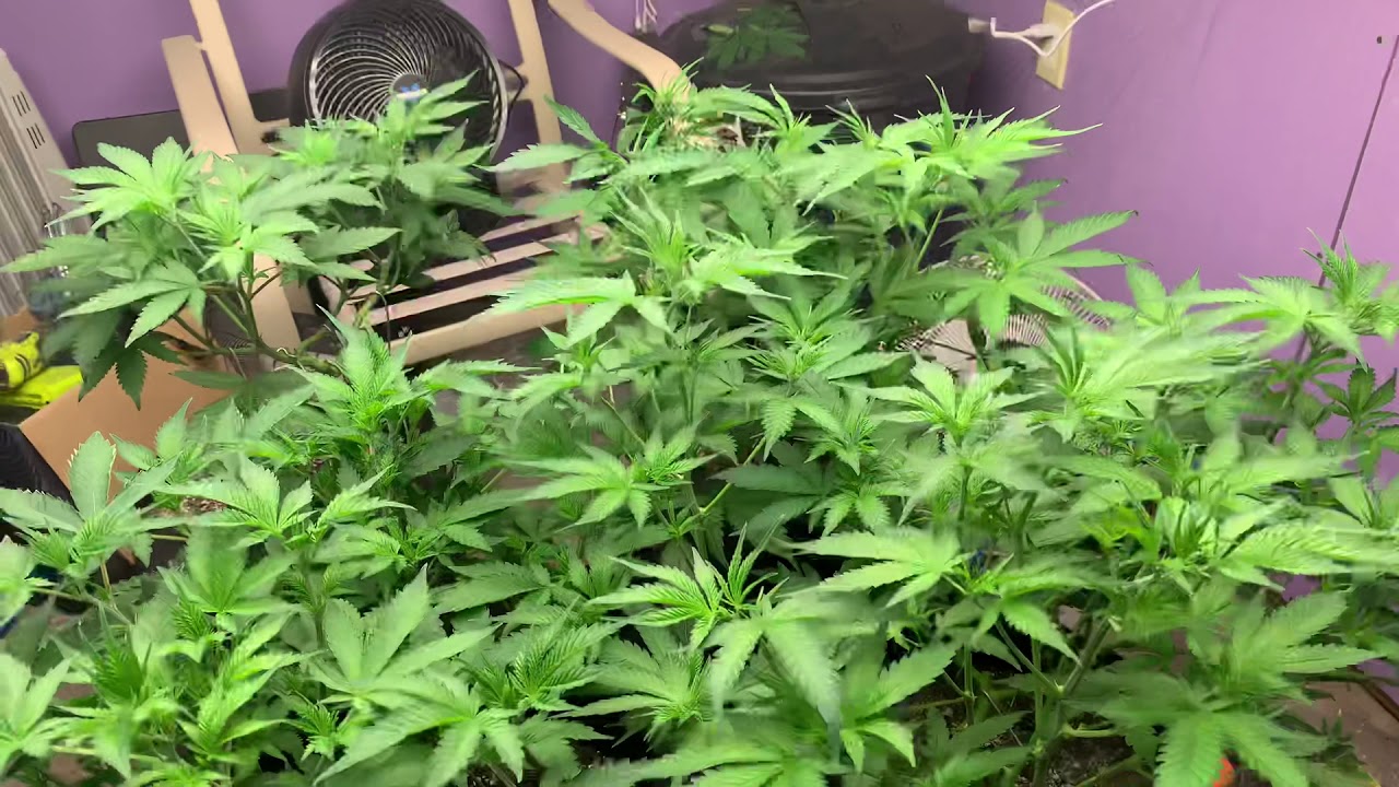 Week 4 Smart Pots vs Octopots (Mainlining)