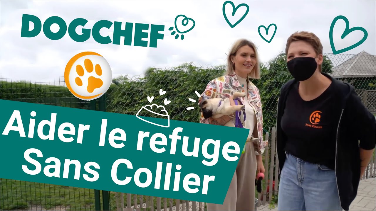 Dog Chef régale les chiens du refuge Sans Collier avec Béné de Tipik !