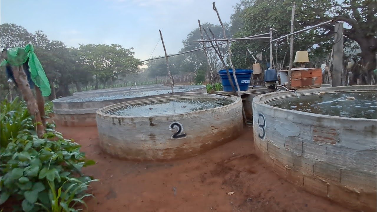  COMO FUNCIONA A #CRIAÇÃO DE #PEIXES SEM GASTAR #ENERGIA AO DIA #SERTÃOPEIXESEFAMÍLIANAROÇA 