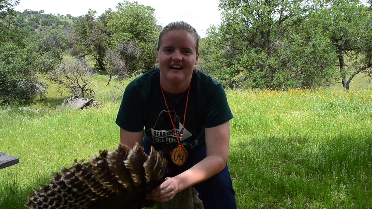 SCICON Bird Adaptations Lesson - Video 6