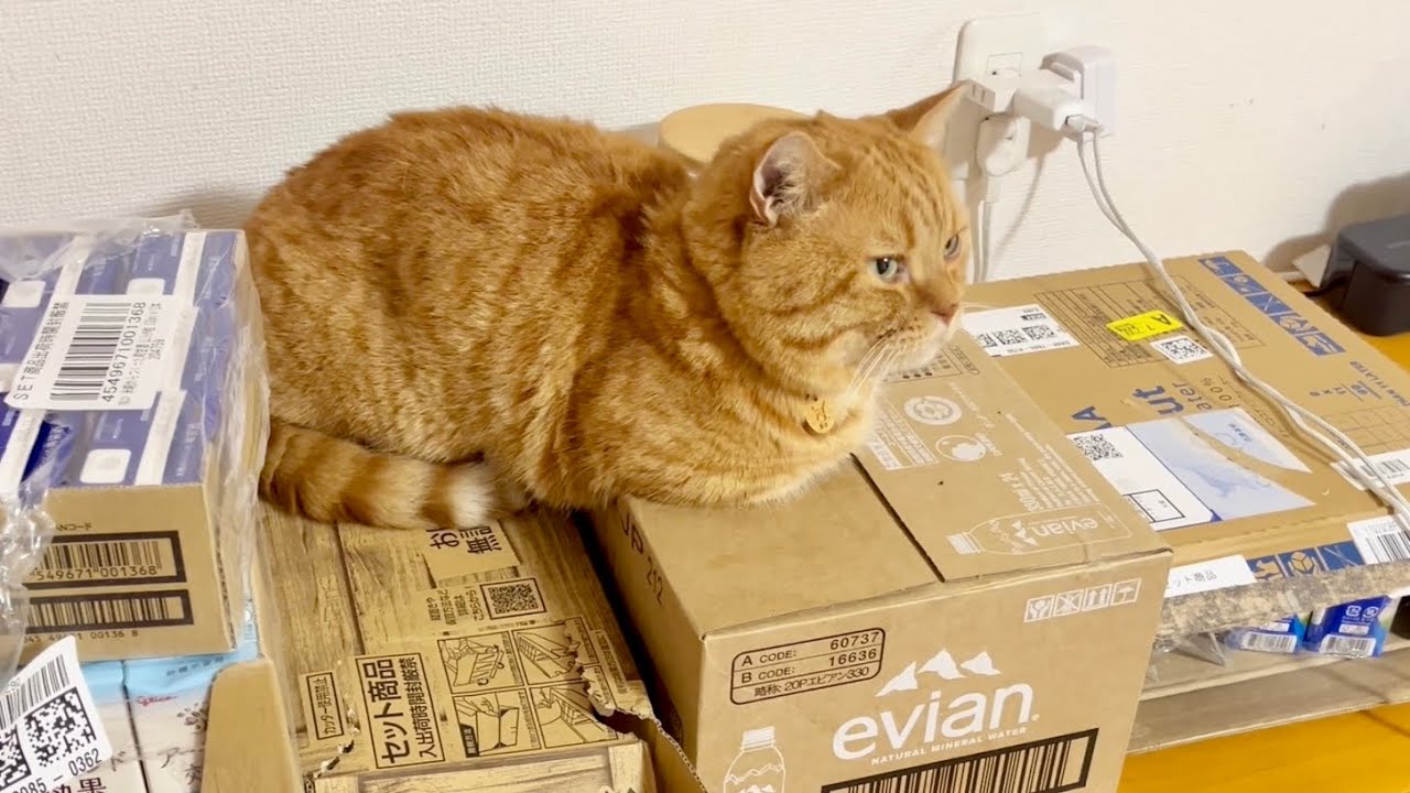 トレーニングしてるママをジトーっと見守る猫。