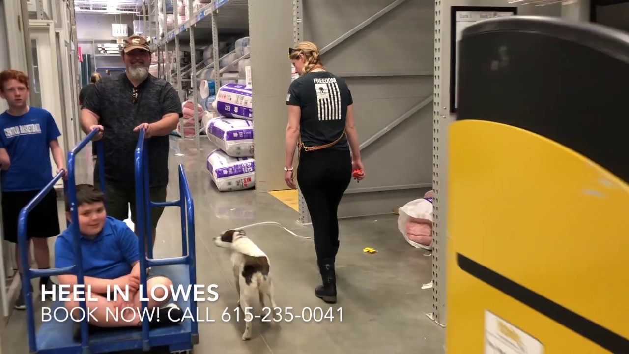 Terrier Mix "Kris" l Amazing Transformation l  Best Dog Trainer Clarksville
