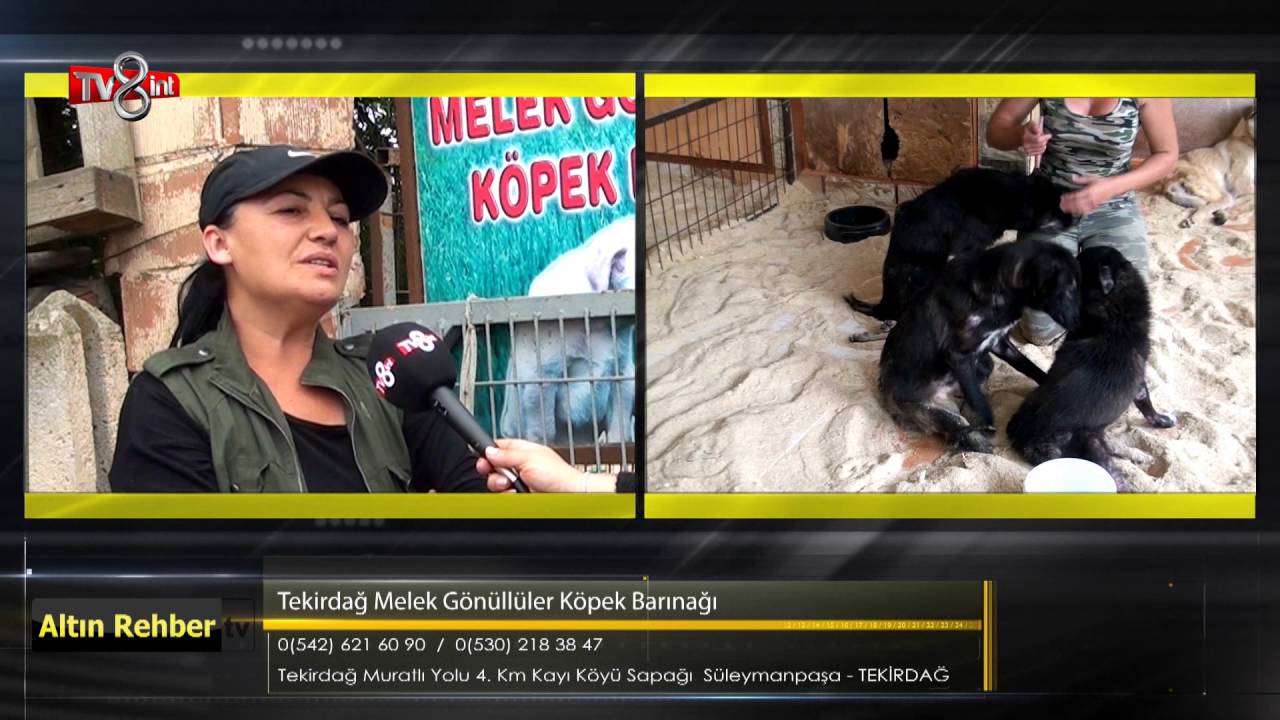 Tekirdağ Melek Gönüllüler Köpek Barınağı
