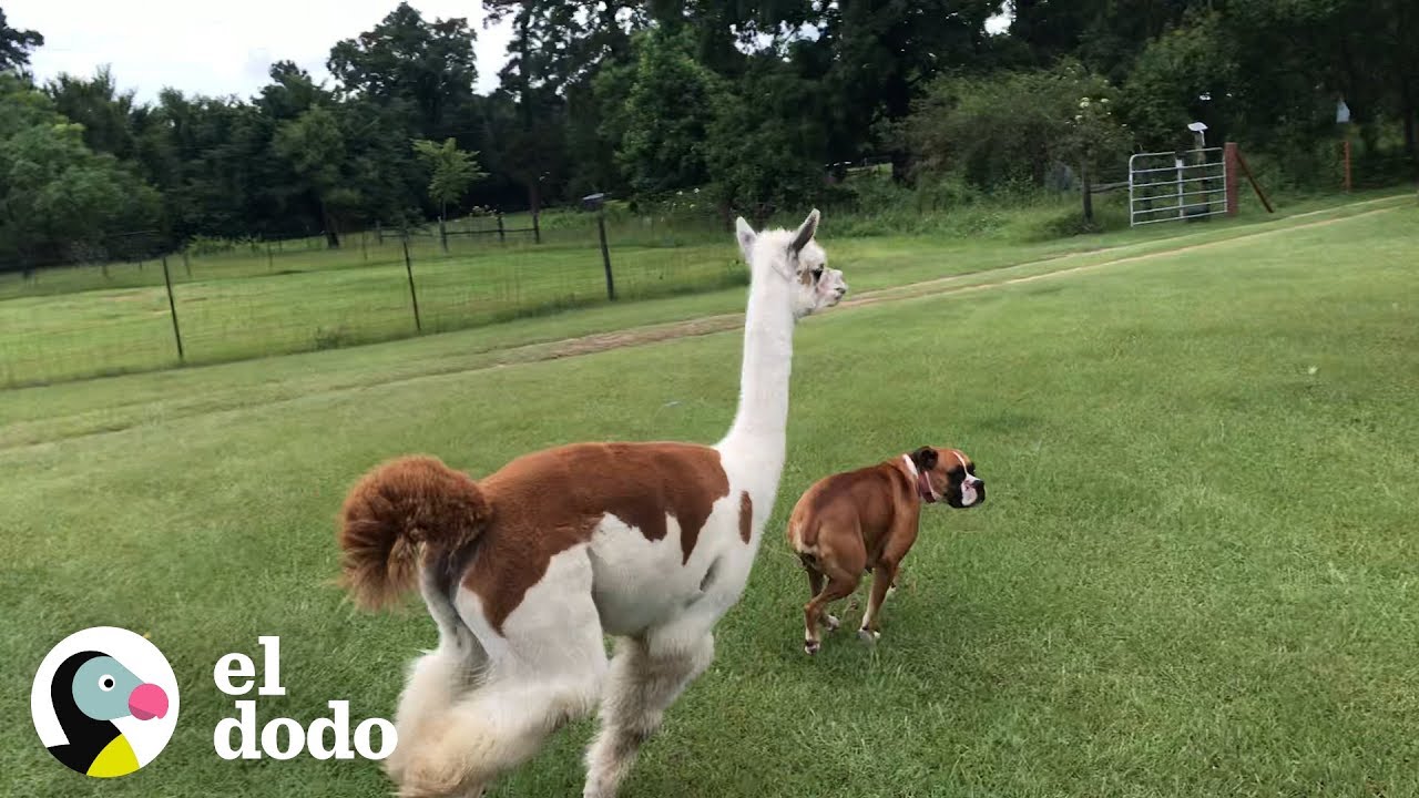 Maggie the Boxer VS Annie the Alpaca | The Dodo