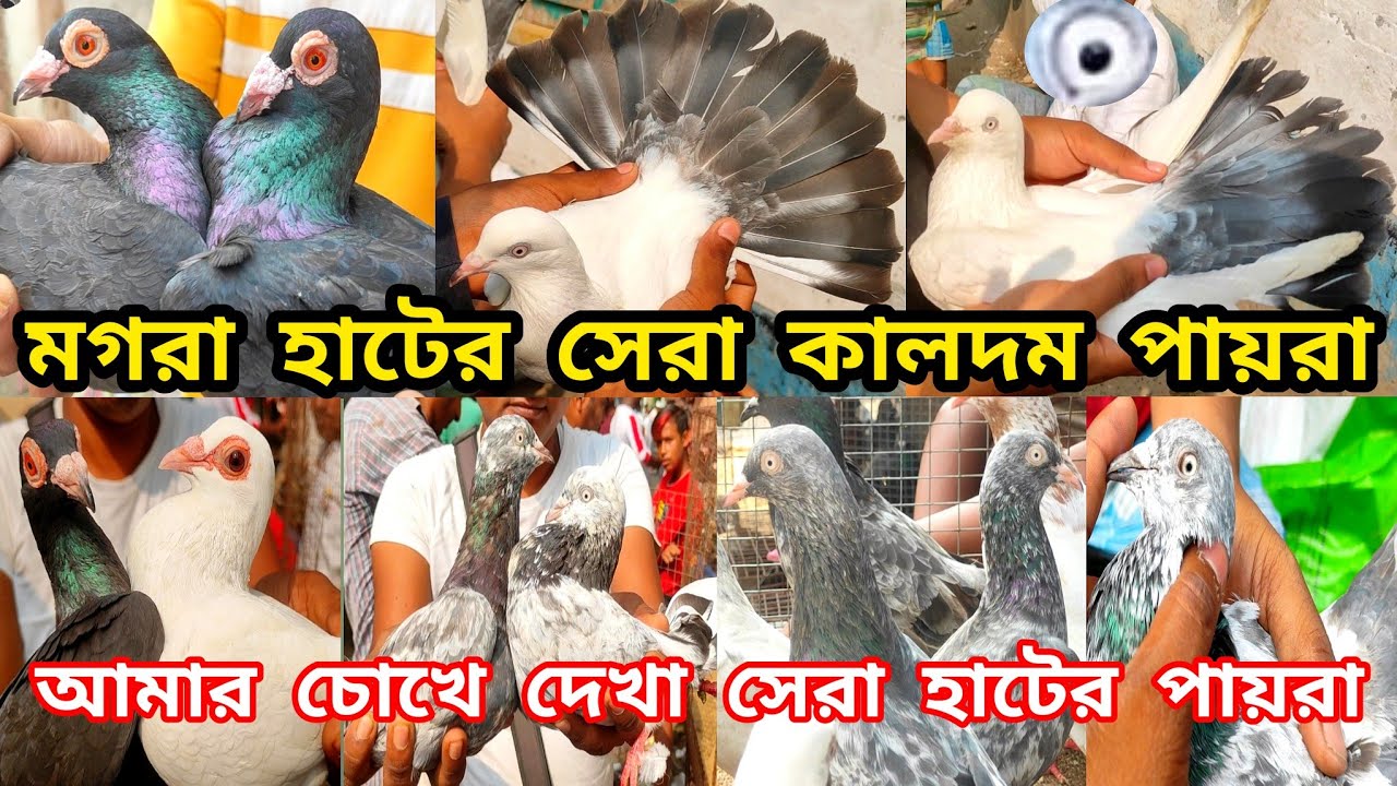 মগরা হাটের সেরা কালদম পায়রা। সস্তার হাট মানেই মগরা হাট।মগরা হাটের পায়রা 2023।@pigeonsloverrj9600
