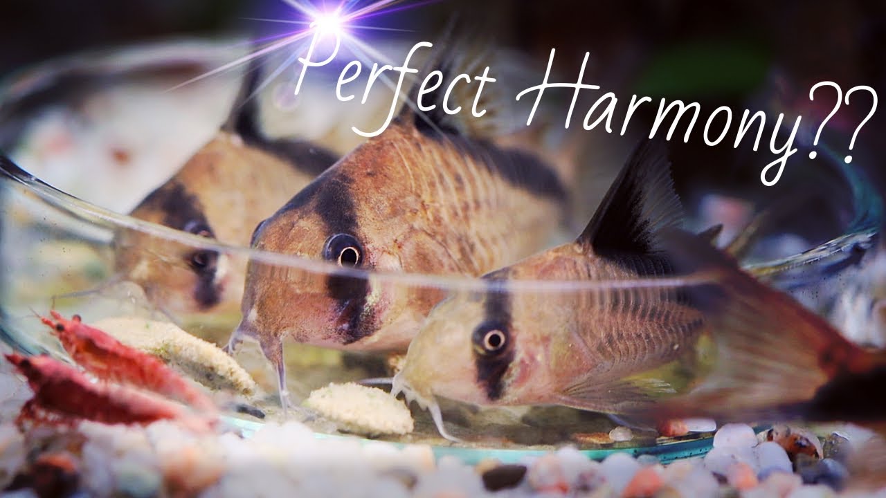 Will CORYDORAS eat SHRIMP??