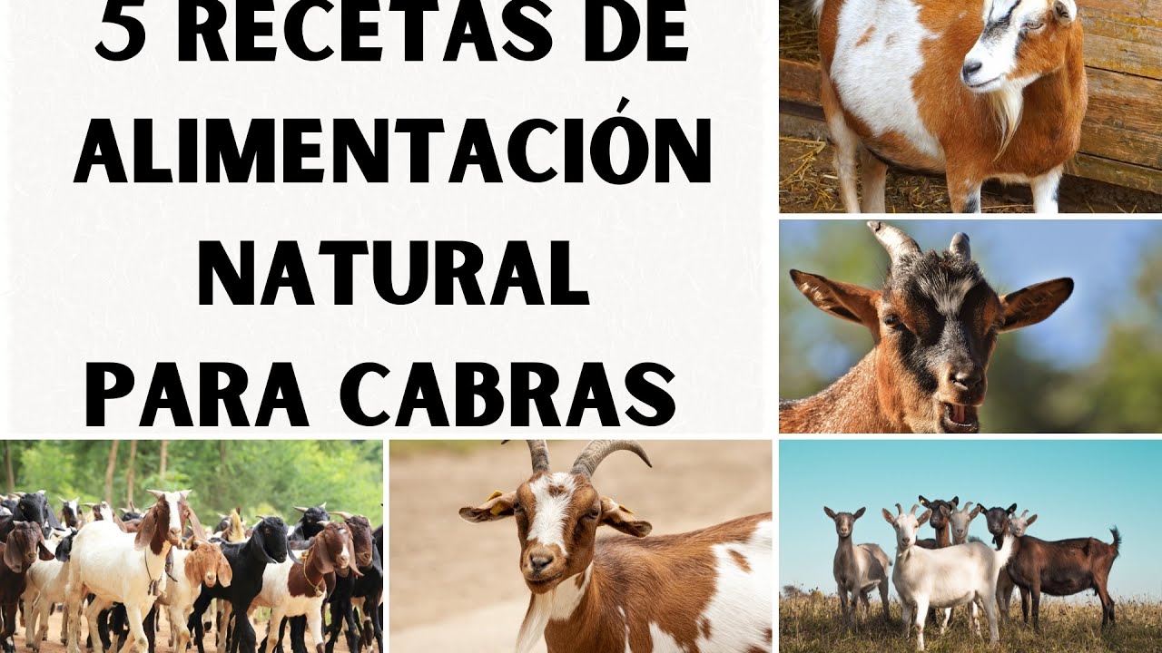 📢🚨5 Recetas de Alimentaci&oacute;n Natural Para Cabras Para mejorar Su Salud 2023📢🚨5 Paso📢