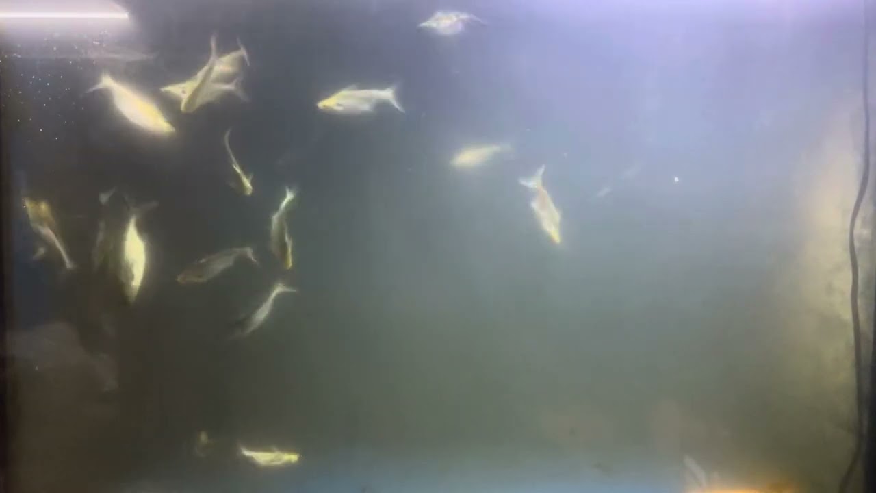 เทโพแพลตตินั่ม(black ear catfish)