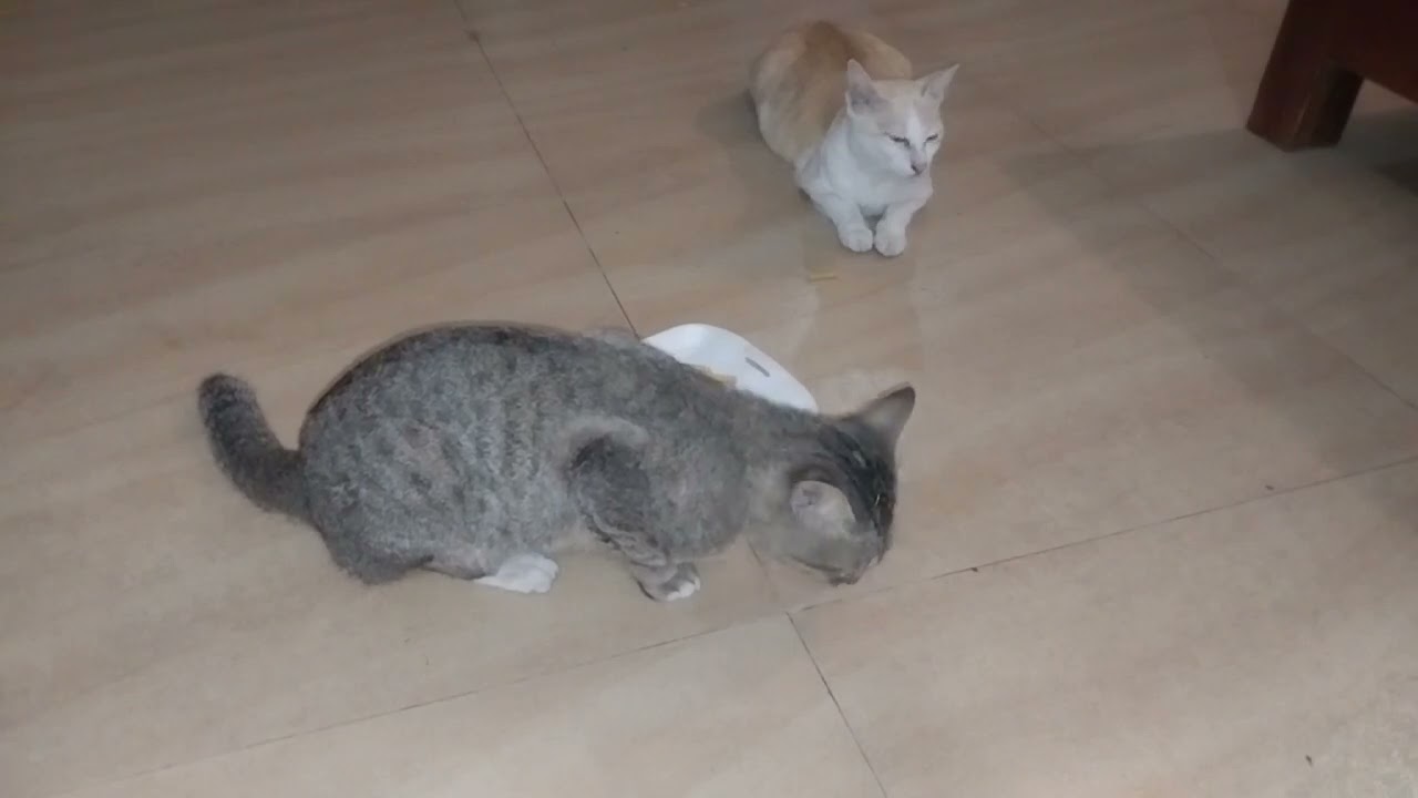 The Cat Who Waited for a Home That Never Came
