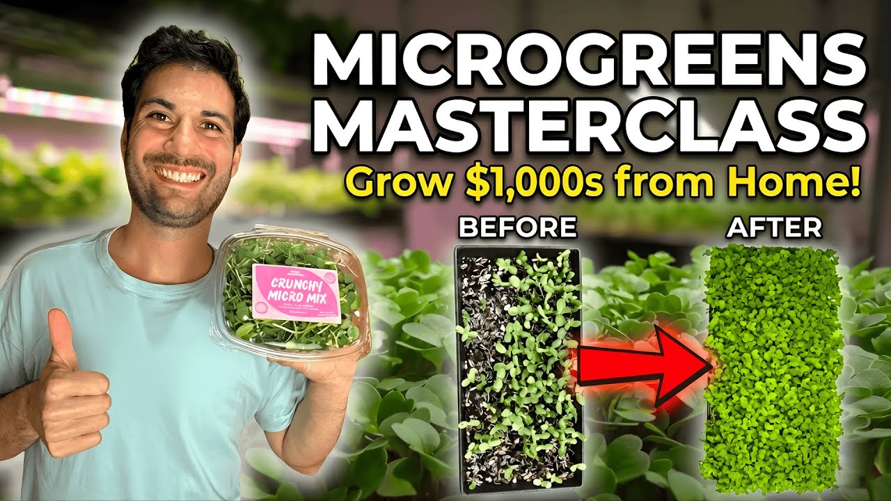 How to Grow Microgreens at Home in 7-10 Days (2026 Beginner Guide)