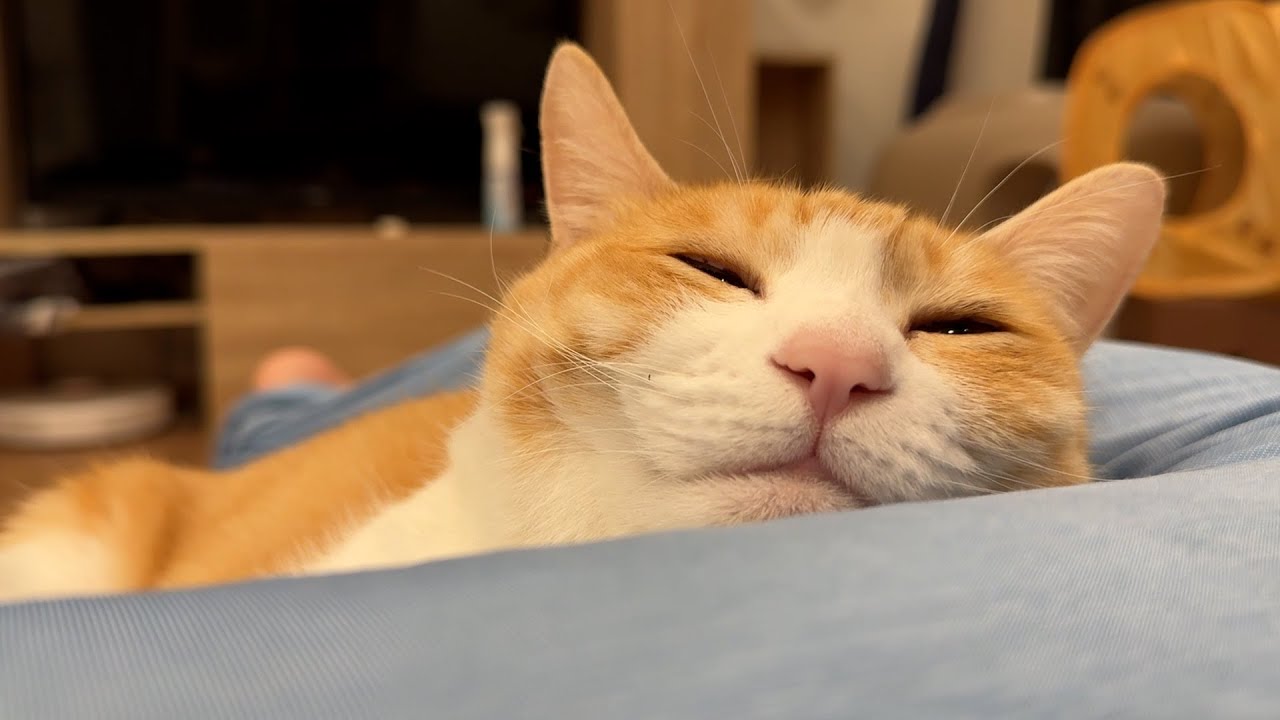 寝て起きたら猫に体を奪われていました