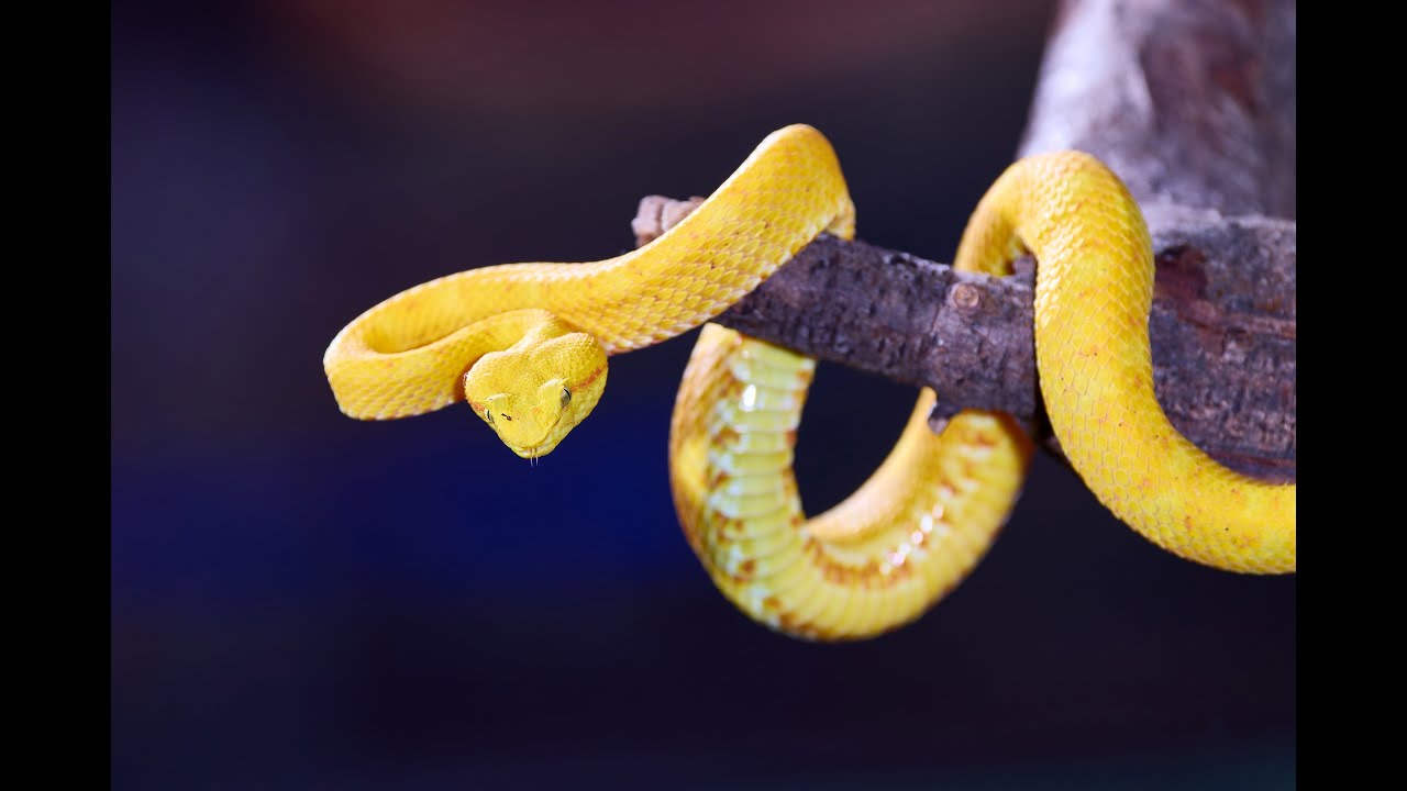TerraZoo Rheinberg,  Besichtigungen 2025