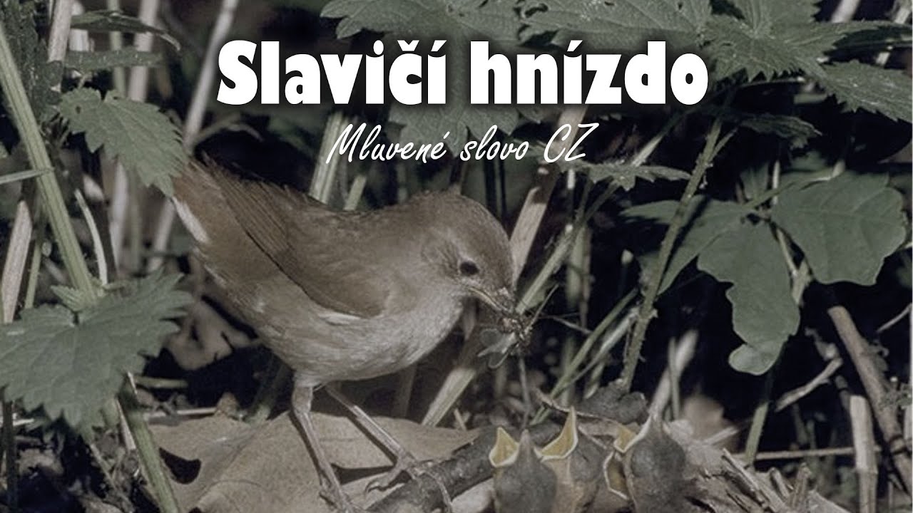 Slavičí hnízdo - Agatha Christie | Mluvené slovo CZ
