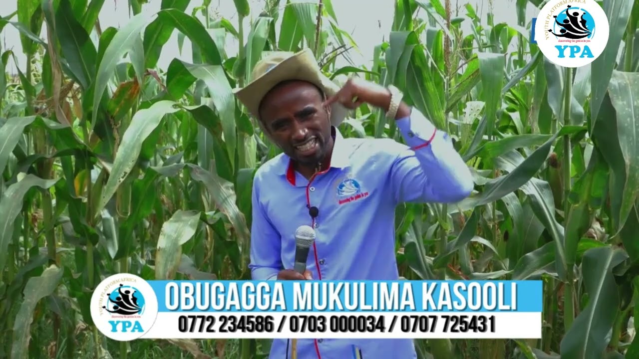 PEOPLE EARNED MILLIONS FROM MAIZE FARMING