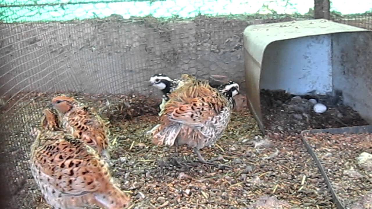 Mexican speckled bobwhite quails