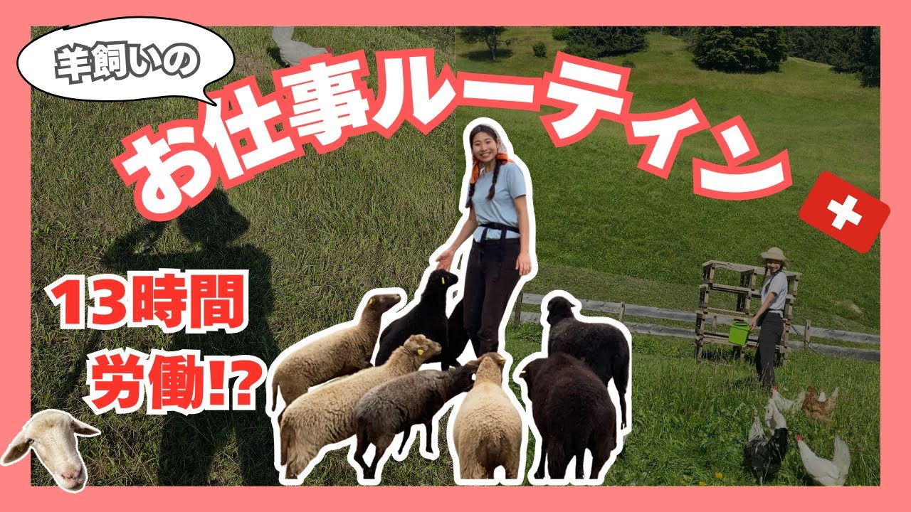 【vlog】羊飼いになってきた #2  | 羊飼いの仕事ってなに？【wwoof】