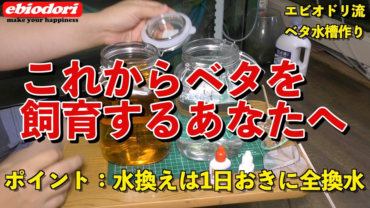 【アクアリウム】ベタを飼育されるあなたへ（基本的な水槽作りを解説）