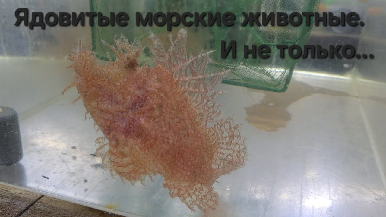 Ядовитые морские животные в Калипсо