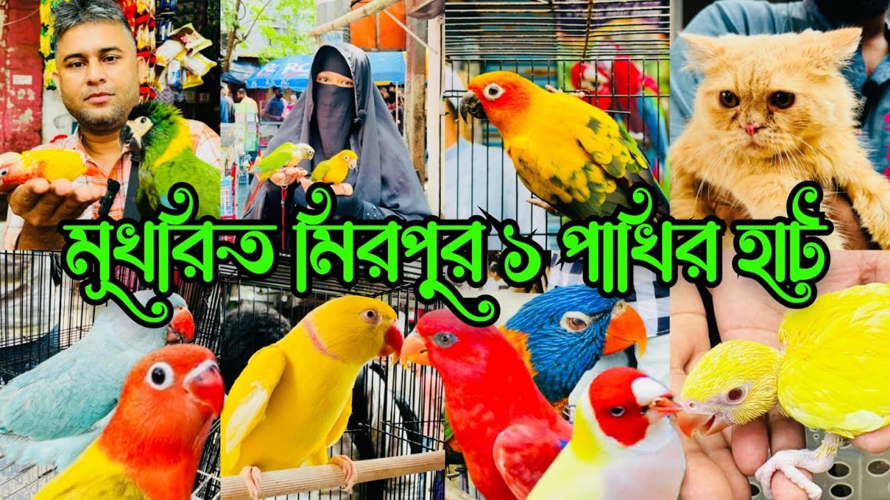 লা'খ টা'কার বানিজ্য হয় মিরপুর ১ পাখির হাটে | Mirpur 1 Pakhir Hat | Birds Price BD #viralvideo