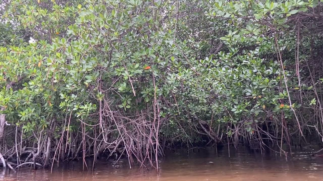 Mangrove Forest Sounds at Dawn | Peaceful Sleep ASMR