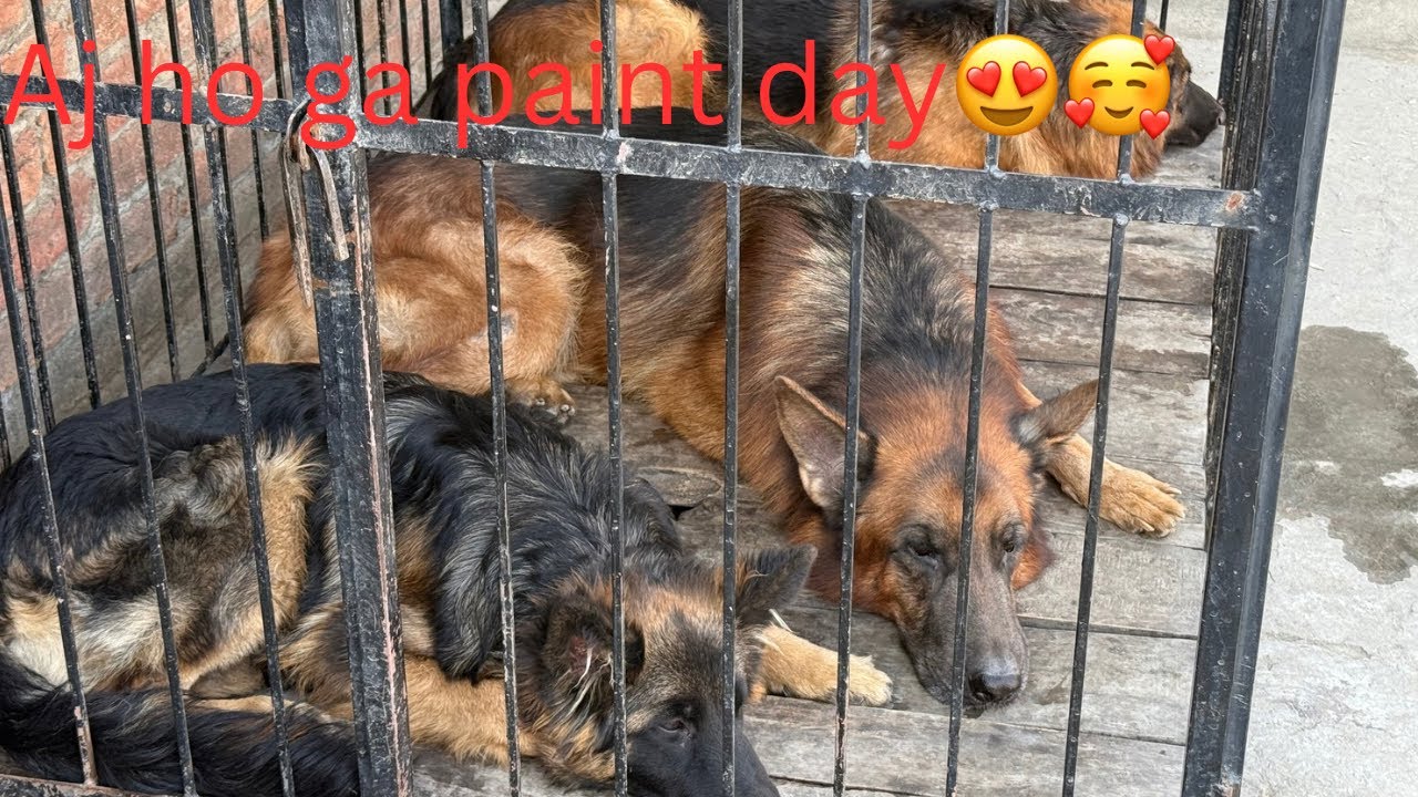 Dogs ke room paint 🎨 ho gye/ German shepherd dogs with paint jacke maxi or tiger ek hi cage main🥰😍😅
