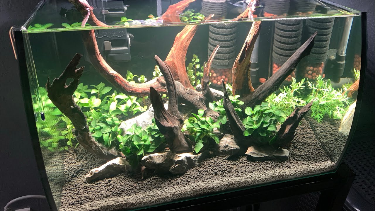 8 Gallon Convex Aquarium Aquascape | Medaka Fish