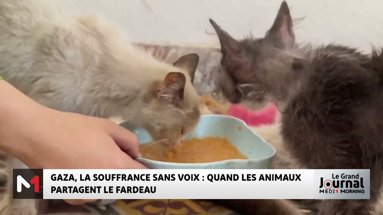 La souffrance sans voix à Gaza.. quand les animaux partagent le fardeau